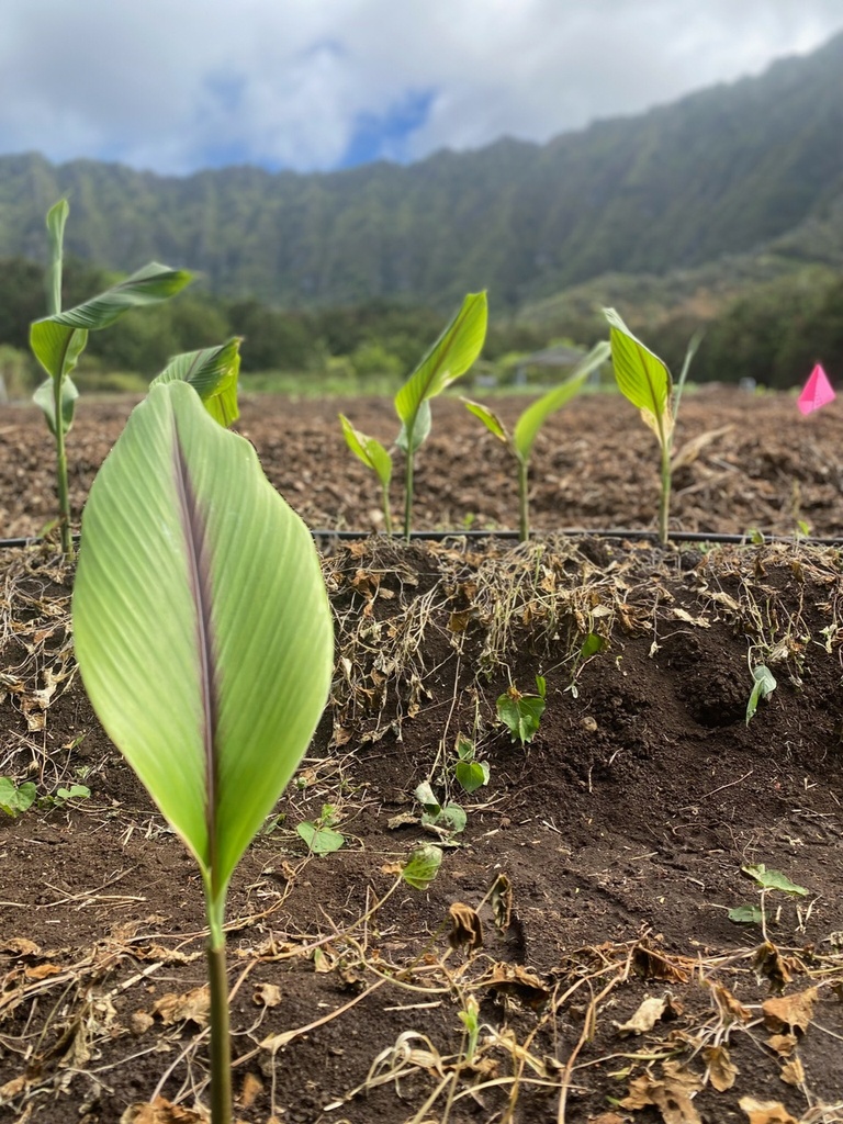 Seed Organic Hawaiian Red Turmeric